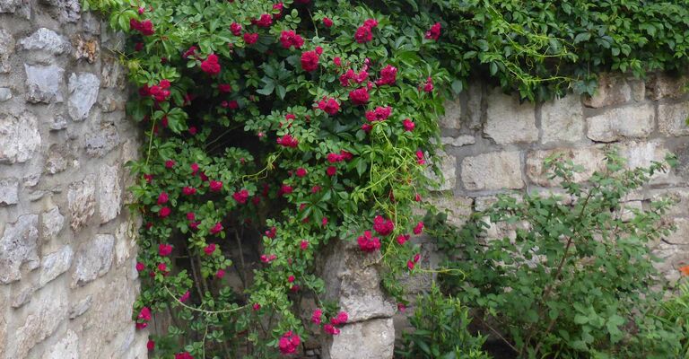Goethe und Christiane Blühende Rosen im Garten des Palais Schardt